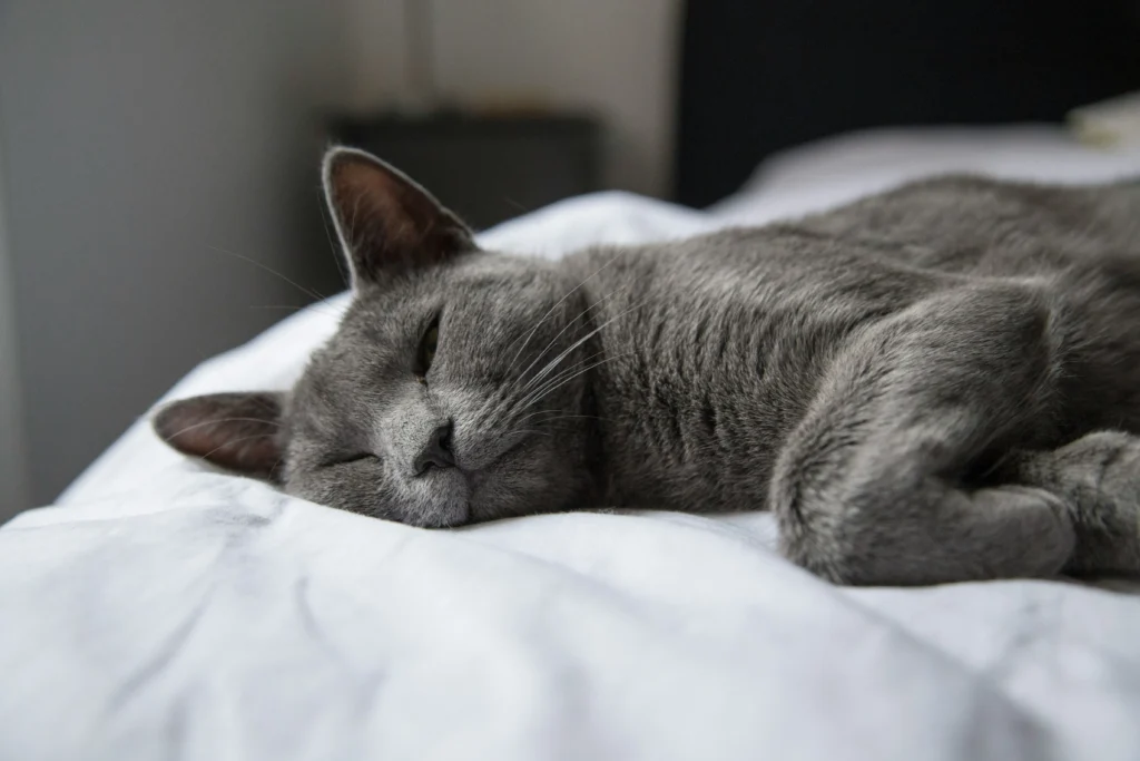 10 Things I Wish I Knew Before Becoming a Mom 1 exhausted mom sleep deprivation symbol cat rest
